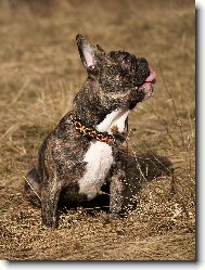 Bouledogue francais, French Bulldog