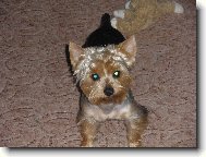 Jorkšírský terier, Yorkshire Terrier,