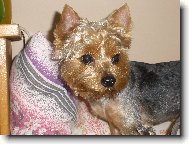 Jorkšírský terier, Yorkshire Terrier,