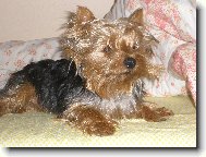 Jorkšírský terier, Yorkshire Terrier,