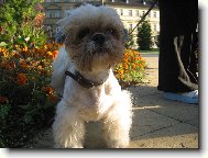 icu, Shih-Tzu