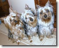 Australsk silky terir