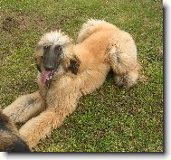 Afghan hound \(Dog standard\)