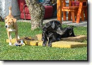Bouledogue francais, French Bulldog