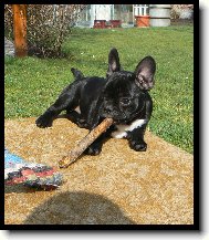 Bouledogue francais, French Bulldog