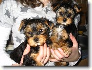 Jorkšírský terier, Yorkshire Terrier,