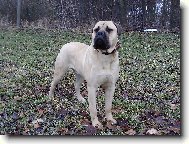Bullmastiff