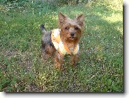 Jorkšírský terier, Yorkshire Terrier,