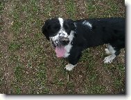 English springer spaniel \(Dog standard\)