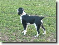 English springer spaniel \(Dog standard\)