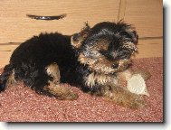 Jorkšírský terier, Yorkshire Terrier,