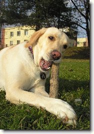 Retriever