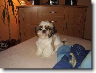 icu, Shih-Tzu