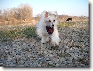 Chinese crested dog \(Dog standard\)