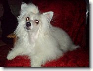Chinese crested dog \(Dog standard\)