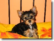 Jorkšírský terier, Yorkshire Terrier,
