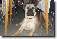 Bullmastiff