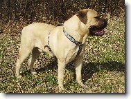 Bullmastiff