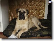 Bullmastiff