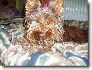 Jorkšírský terier, Yorkshire Terrier,