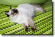 Ragdoll