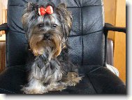 Jorkšírský terier, Yorkshire Terrier,