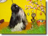icu, Shih-Tzu