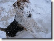 Fox Terrier Wire