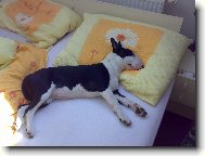 Bull Terrier