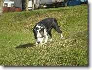 Staffordshire Bullterrier