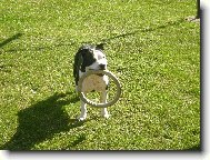 Staffordshire Bullterrier