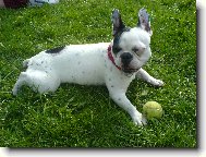 Bouledogue francais, French Bulldog
