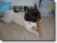 Bouledogue francais, French Bulldog