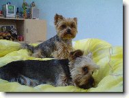 Jorkšírský terier, Yorkshire Terrier,