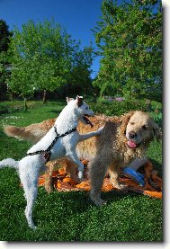Retriever