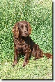 Deutscher Wachtelhund, German Spaniel