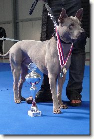 Thailand-Ridgeback