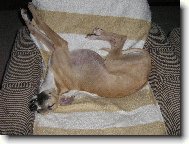 Whippet \(Dog standard\)