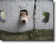 Fox Terrier Wire