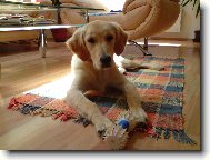 Golden retriever \(Dog standard\)