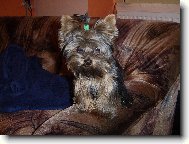 Jorkšírský terier, Yorkshire Terrier,