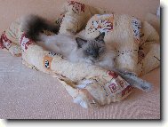 Ragdoll