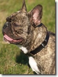 Bouledogue francais, French Bulldog