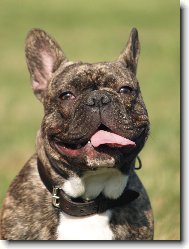 Bouledogue francais, French Bulldog