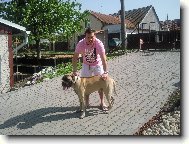 Bullmastiff