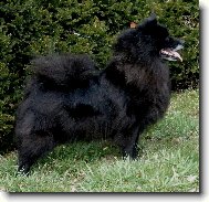 Deutscher spitz, German Spitz