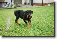 Rottweiler \(Dog standard\)