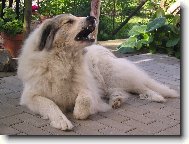 Pyrenean mountain dog