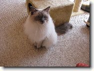 Ragdoll