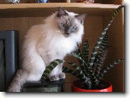 Ragdoll